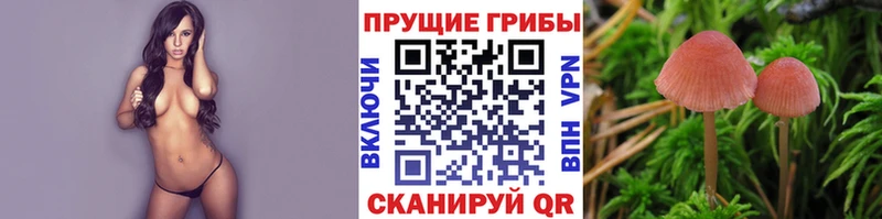 Купить где  Микунь  Псилоцибиновые грибы прущие грибы 